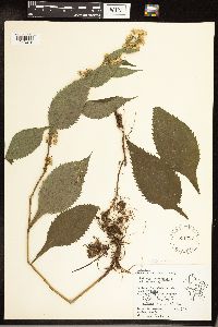 Solidago flexicaulis image