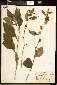 Solidago flexicaulis image