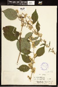 Solidago flexicaulis image