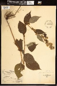 Solidago flexicaulis image