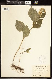 Solidago flexicaulis image