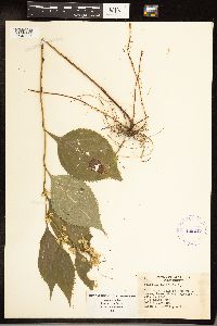 Solidago flexicaulis image