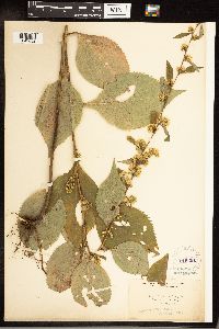 Solidago flexicaulis image