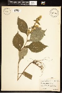 Solidago flexicaulis image