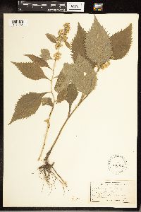 Solidago flexicaulis image