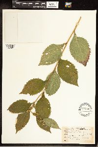 Solidago flexicaulis image