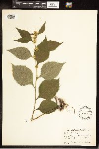 Solidago flexicaulis image