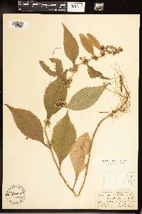 Solidago flexicaulis image