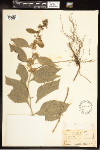 Solidago flexicaulis image