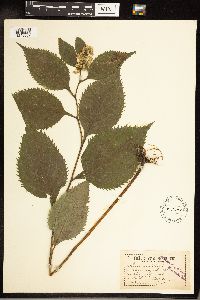 Solidago flexicaulis image