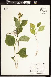 Solidago flexicaulis image