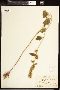 Solidago flexicaulis image