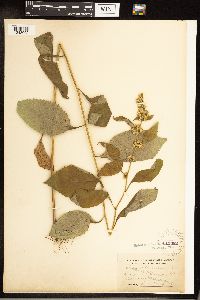 Solidago flexicaulis image