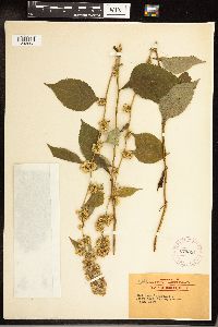 Solidago flexicaulis image