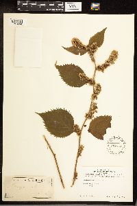 Solidago flexicaulis image