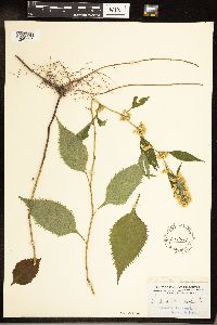 Solidago flexicaulis image