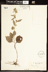 Solidago flexicaulis image
