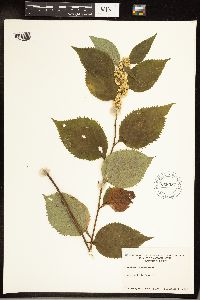Solidago flexicaulis image
