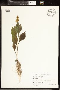 Solidago flexicaulis image