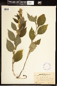 Solidago flexicaulis image