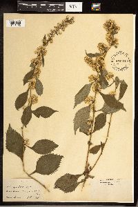 Solidago flexicaulis image