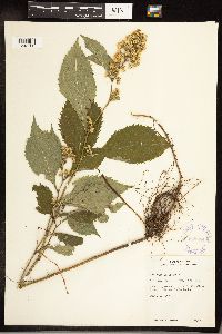Solidago flexicaulis image