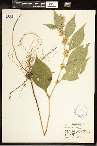Solidago flexicaulis image
