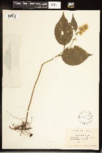 Solidago flexicaulis image