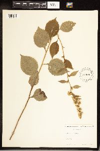 Solidago flexicaulis image