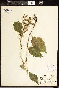 Solidago flexicaulis image