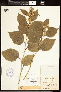Solidago flexicaulis image