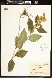 Solidago flexicaulis image