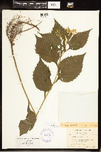 Solidago flexicaulis image