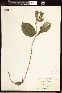 Solidago flexicaulis image
