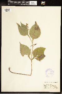 Solidago flexicaulis image
