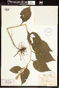 Solidago flexicaulis image