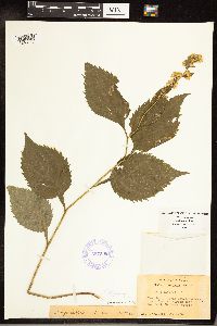 Solidago flexicaulis image