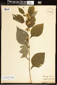 Solidago flexicaulis image