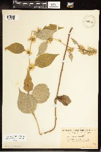 Solidago flexicaulis image