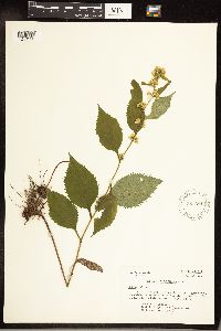 Solidago flexicaulis image