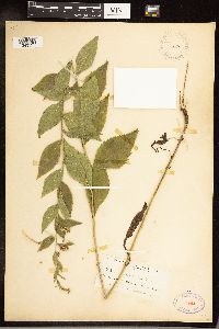 Solidago flexicaulis image