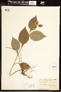 Solidago flexicaulis image