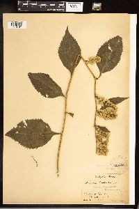 Solidago flexicaulis image