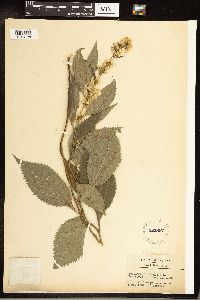 Solidago flexicaulis image
