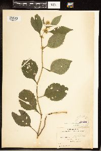 Solidago flexicaulis image