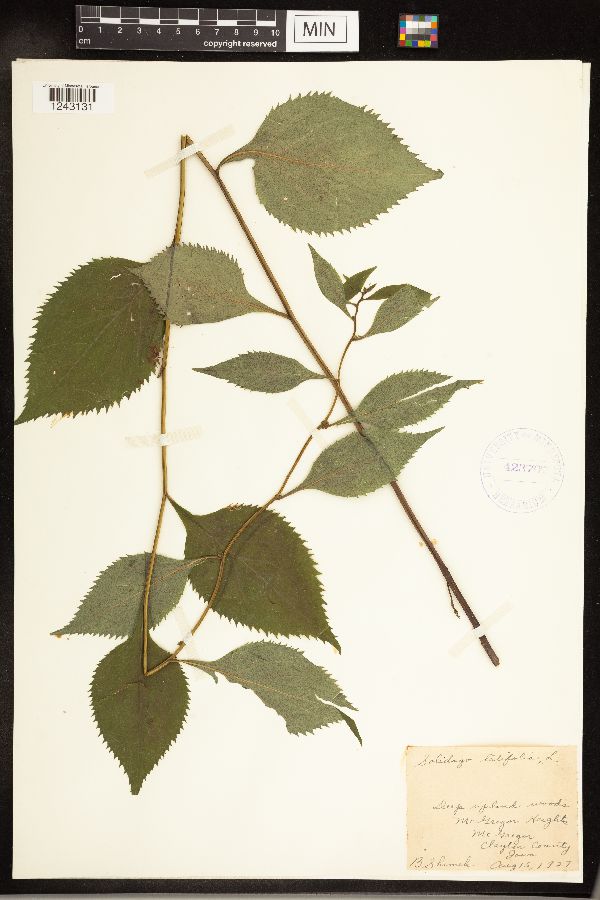Solidago flexicaulis image