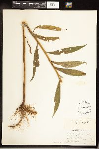 Solidago gigantea image