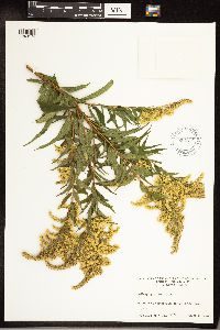 Solidago gigantea image