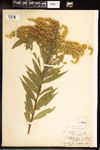 Solidago gigantea image