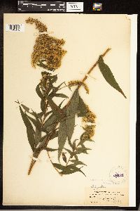 Solidago gigantea image